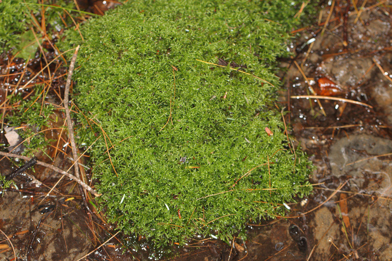 Brachythecium rivulare